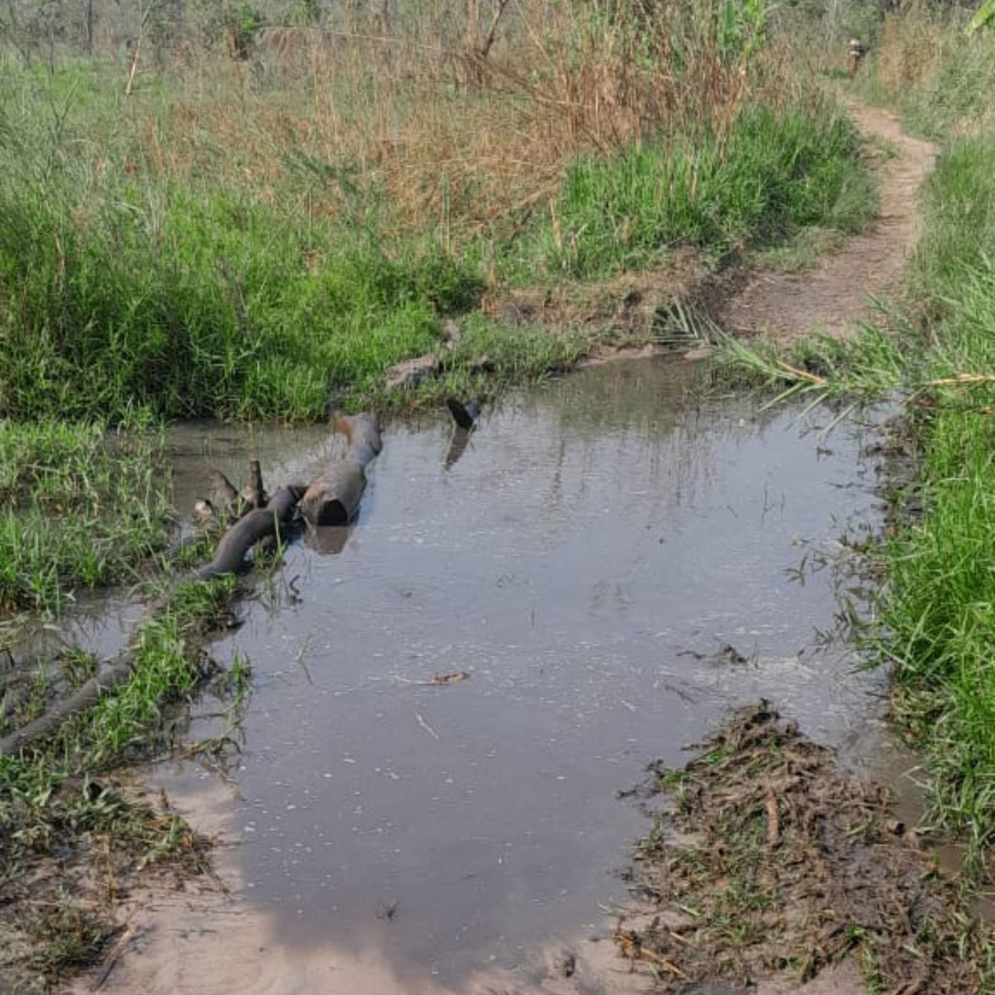 Farm vacant land for investment in Zambézia, Zambézia, Mozambique - 3MQ1730829