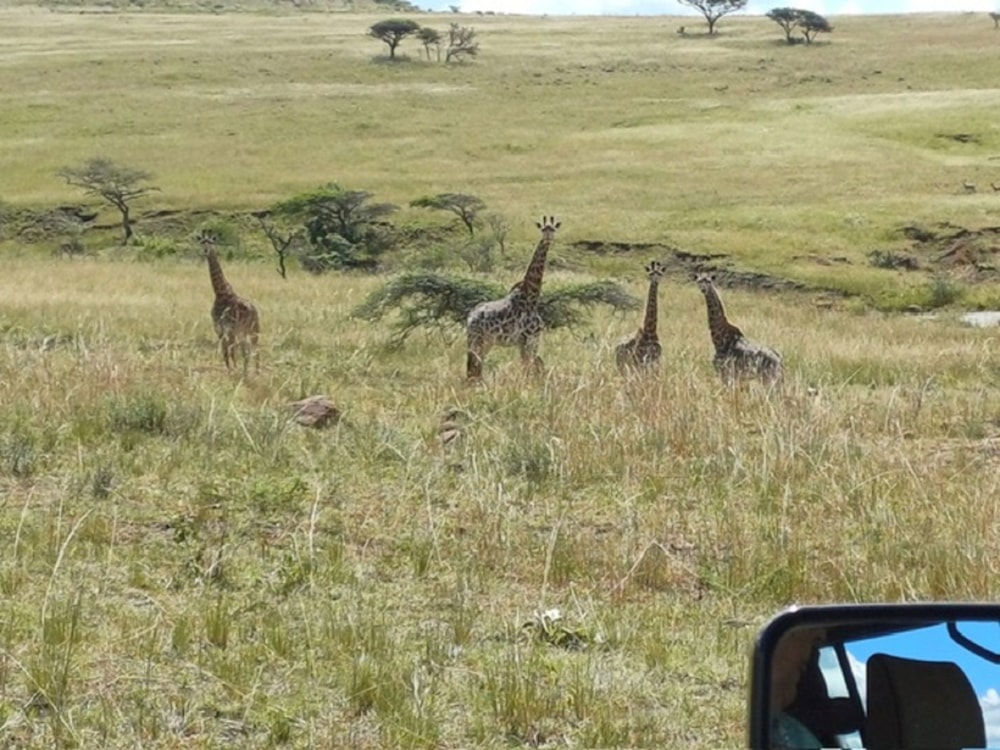 Game farm for sale in Pongola - 1RY1733589