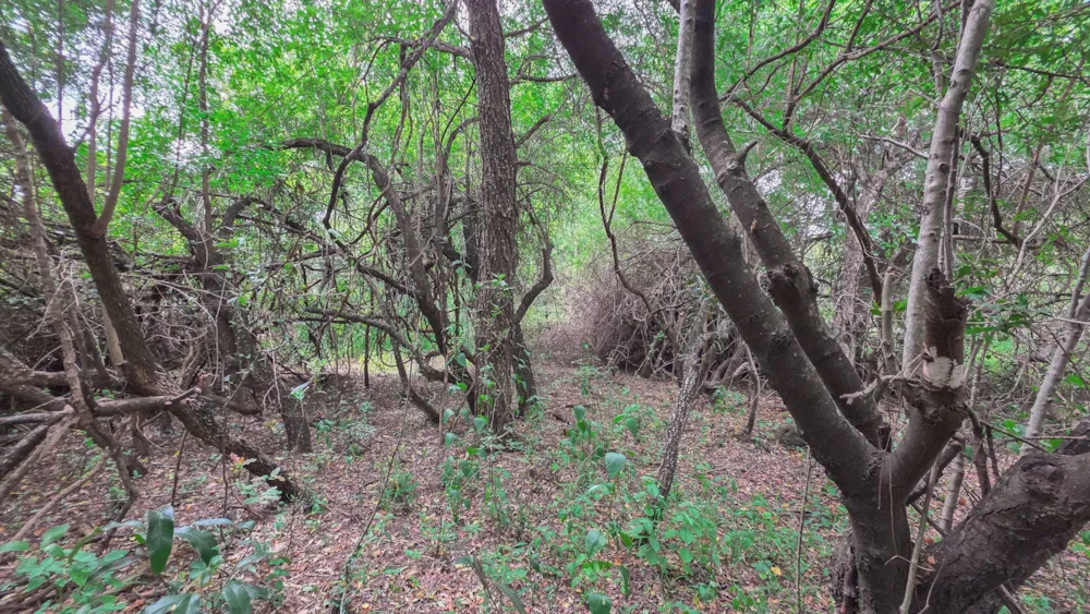 Vacant land sold in Marloth Park - 1NK1728616