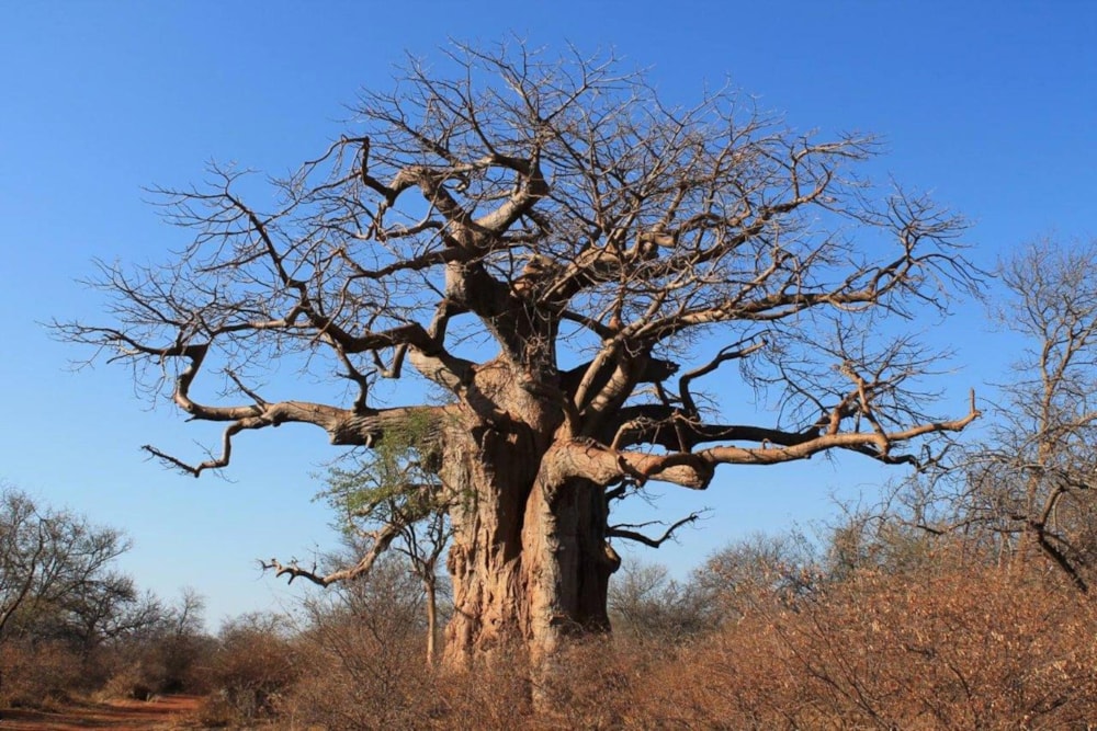 Game lodge for sale in Tuli Block, Botswana - 3BO1729035