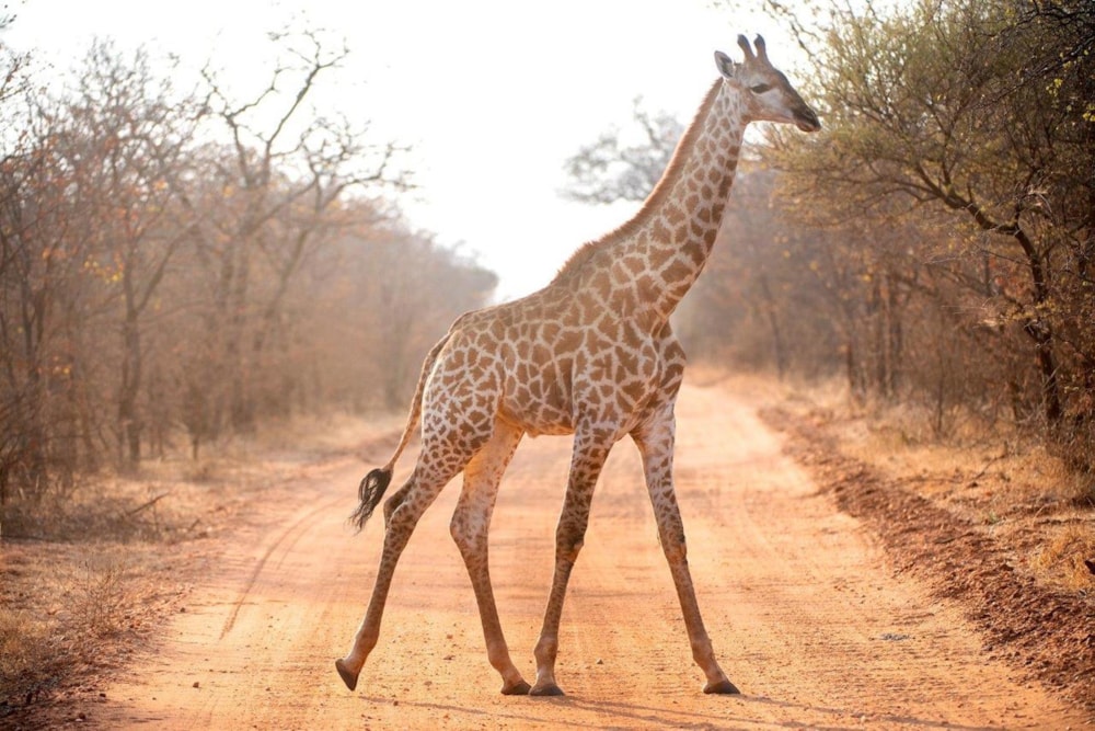 Game lodge for sale in Tuli Block, Botswana - 3BO1729035