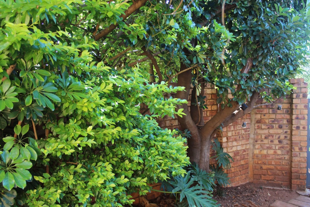 Townhouse to rent in Zwartkop - CNL1729907