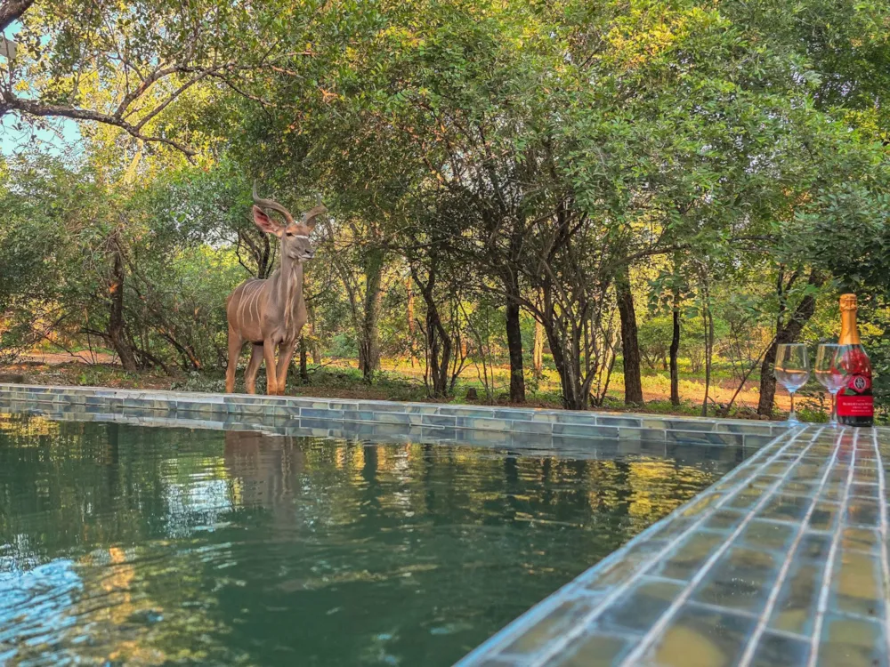 House to rent in Marloth Park - 1NK1720262 House to rent in Marloth Park - 1NK1720262