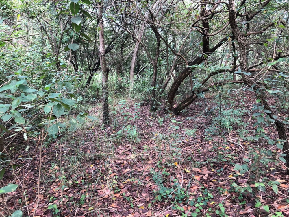 Vacant land for sale in Nelspruit (Mbombela) - 1NS1735279