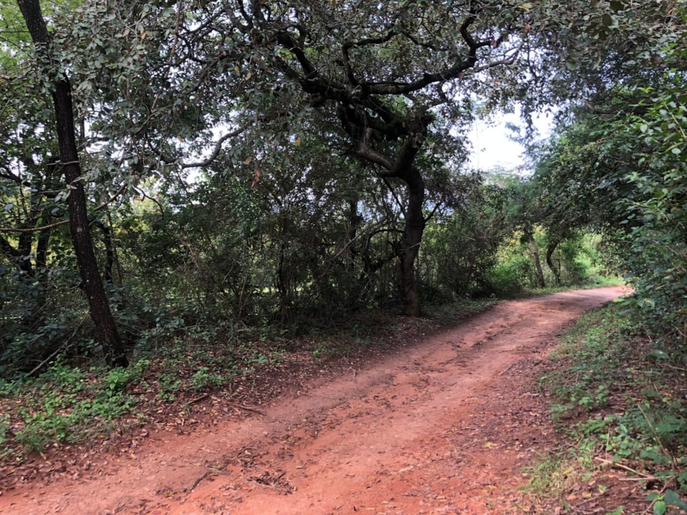 Vacant land for sale in Nelspruit (Mbombela) - 1NS1735279