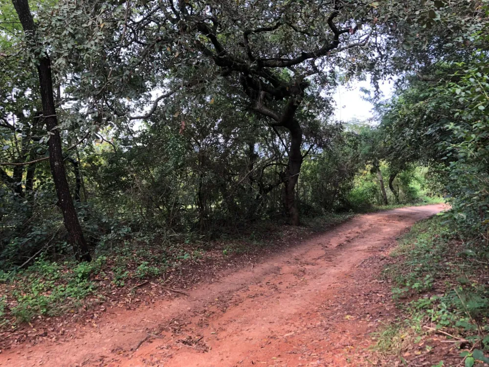 Vacant land for sale in Nelspruit (Mbombela) - 1NS1735279 Vacant land for sale in Nelspruit (Mbombela) - 1NS1735279