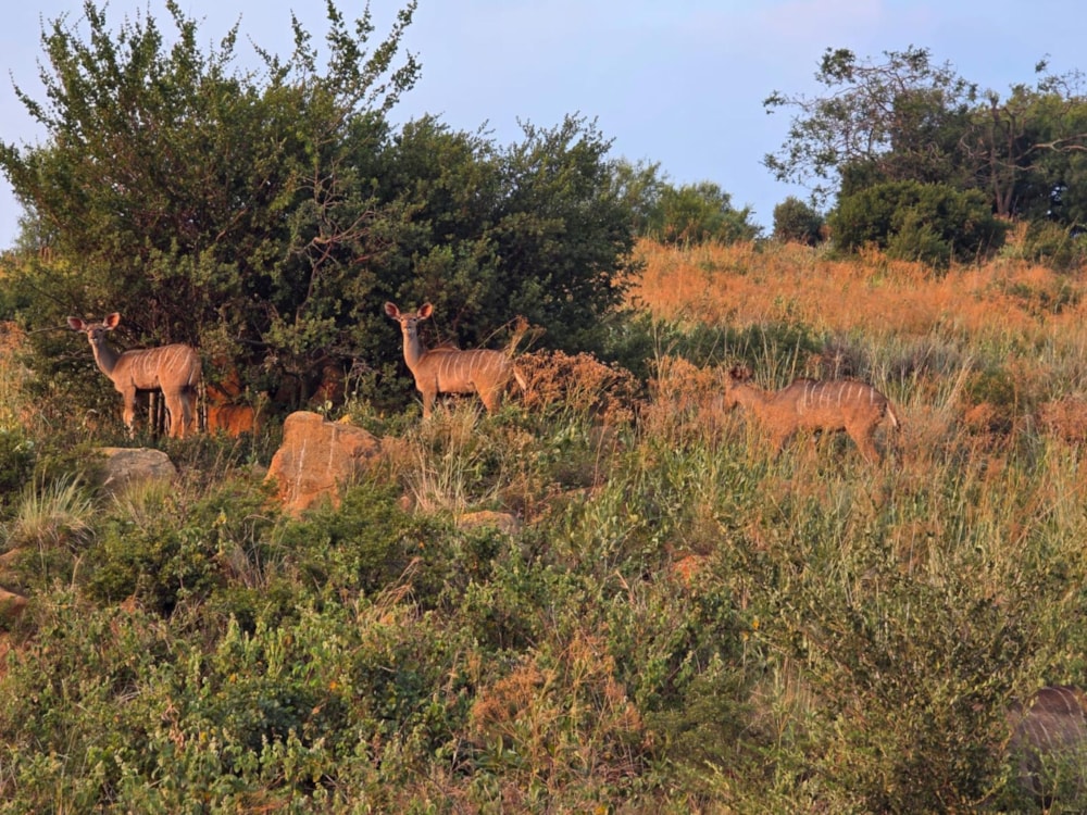 Security complex home for sale in Meyersdal - 1GV1733024