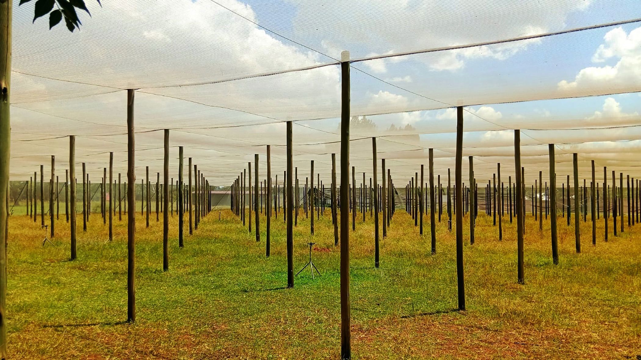 Smallholding for sale in Glen Donald - 1VT1730377