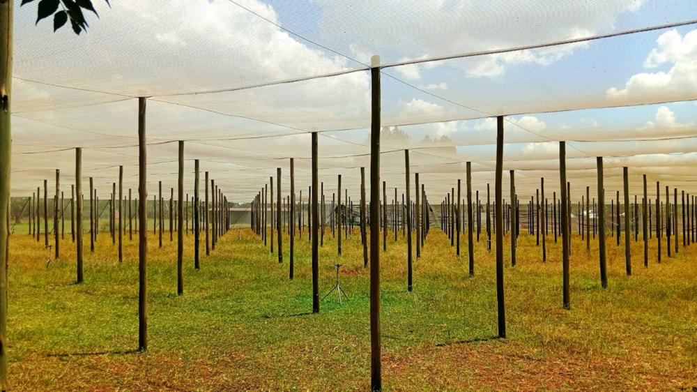 Smallholding for sale in Glen Donald - 1VT1730377 Smallholding for sale in Glen Donald - 1VT1730377