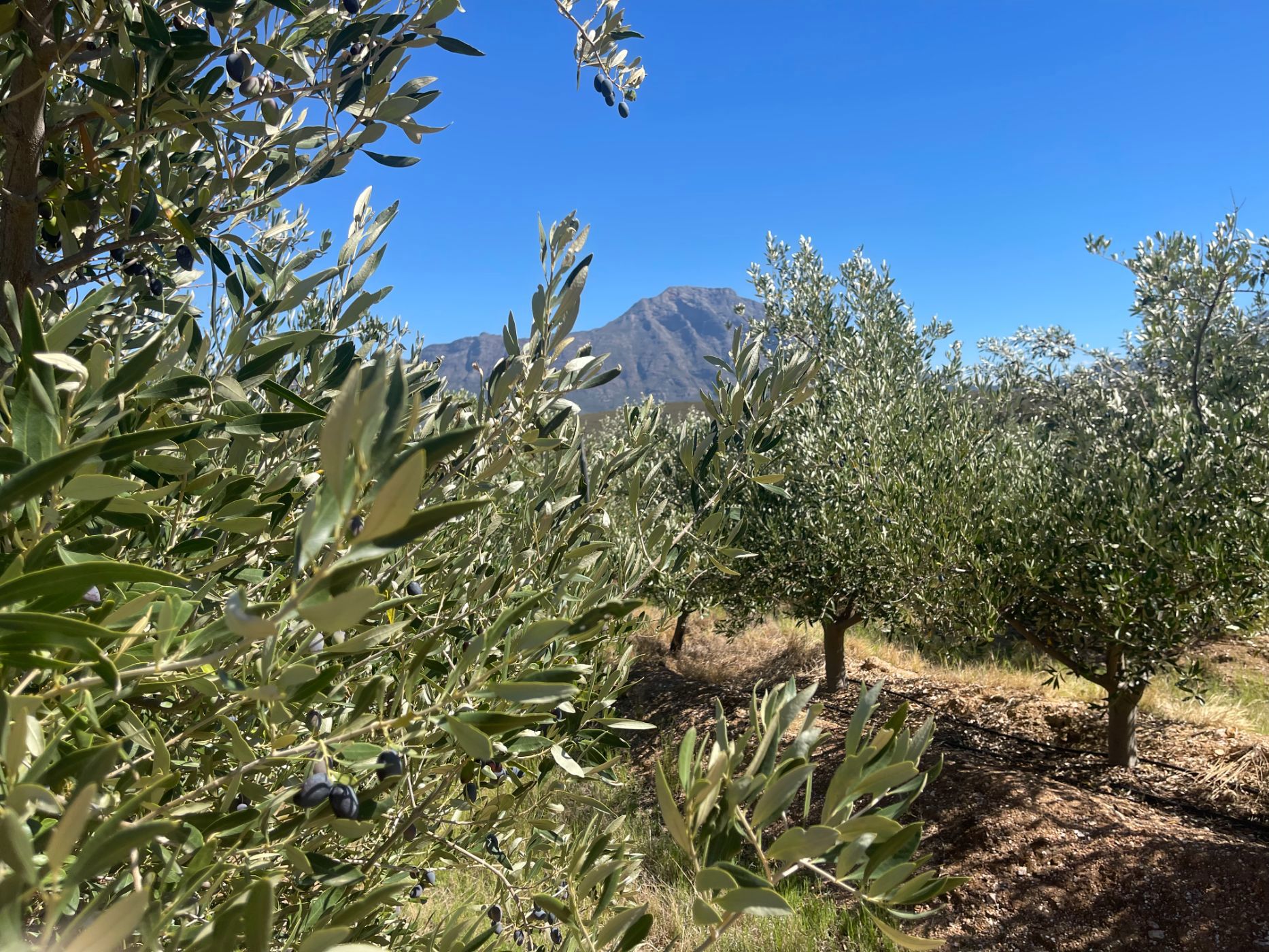Olive farm for sale in Tulbagh - RV1712598