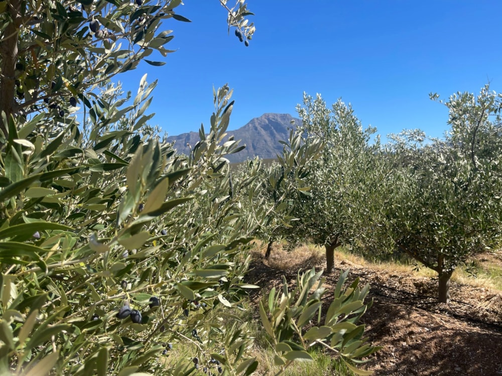 Olive farm for sale in Tulbagh - RV1712598