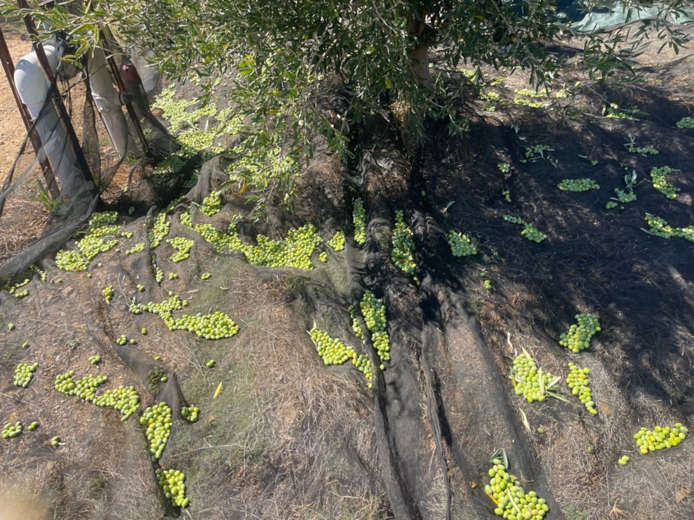 Olive farm for sale in Tulbagh - RV1712598