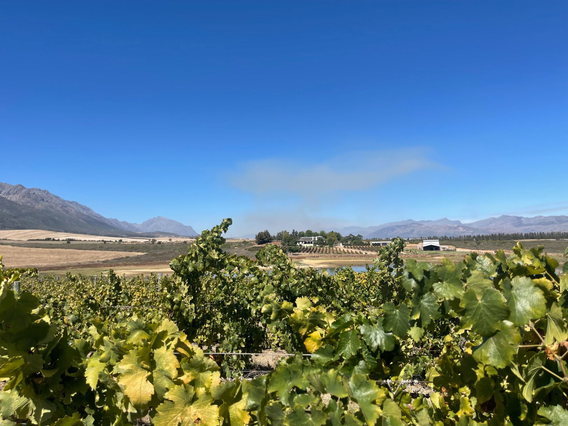 Olive farm for sale in Tulbagh - RV1712598