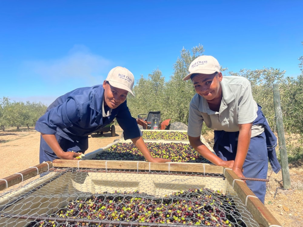 Olive farm for sale in Tulbagh - RV1712598