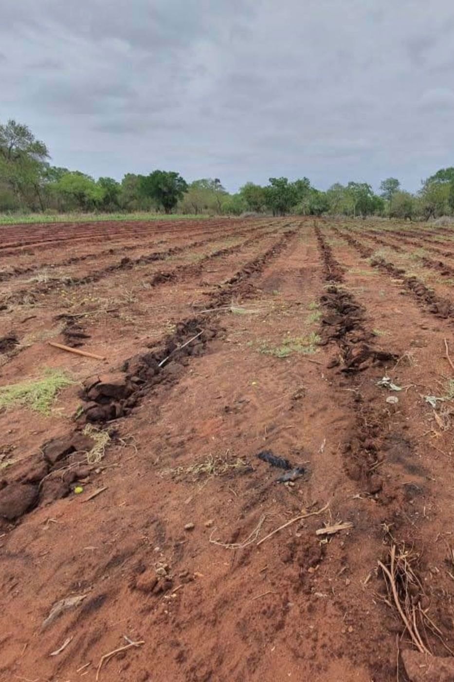 Farm vacant land for investment in Nampula, Nampula, Mozambique - 3MQ1732710