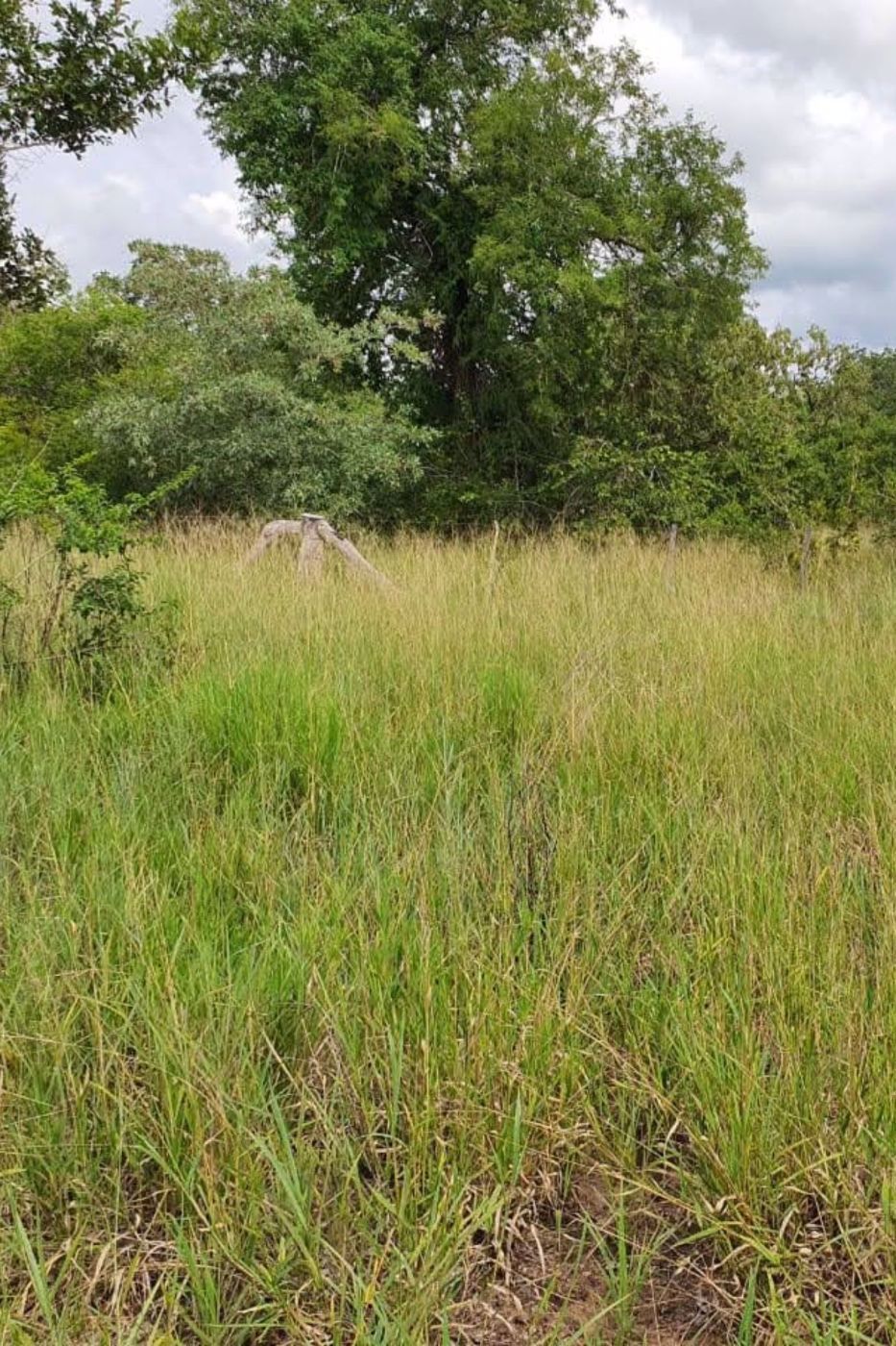 Farm vacant land for investment in Nampula, Nampula, Mozambique - 3MQ1732710