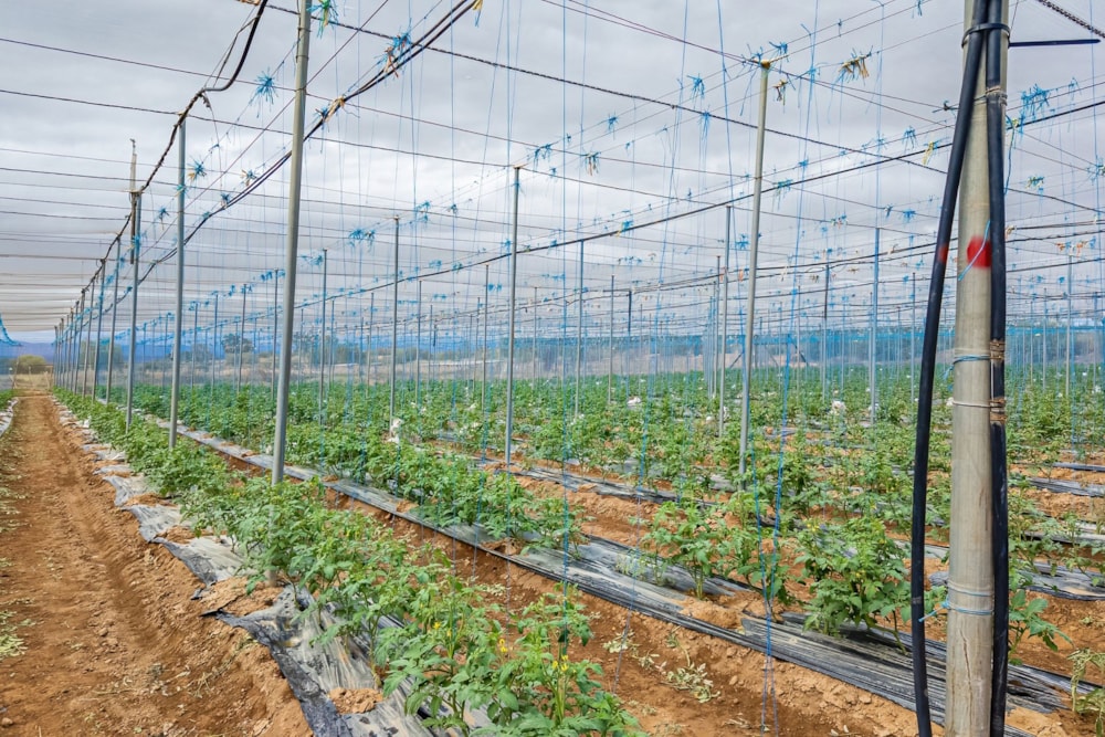 Mixed use farm for sale in Oudtshoorn - 1OU1732720