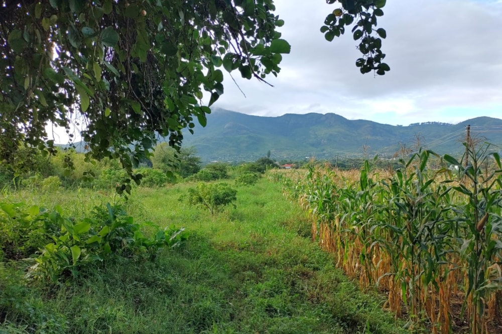 Vacant land for investment in Manica, Mozambique - 3MQ1733163 Vacant land for investment in Manica, Mozambique - 3MQ1733163
