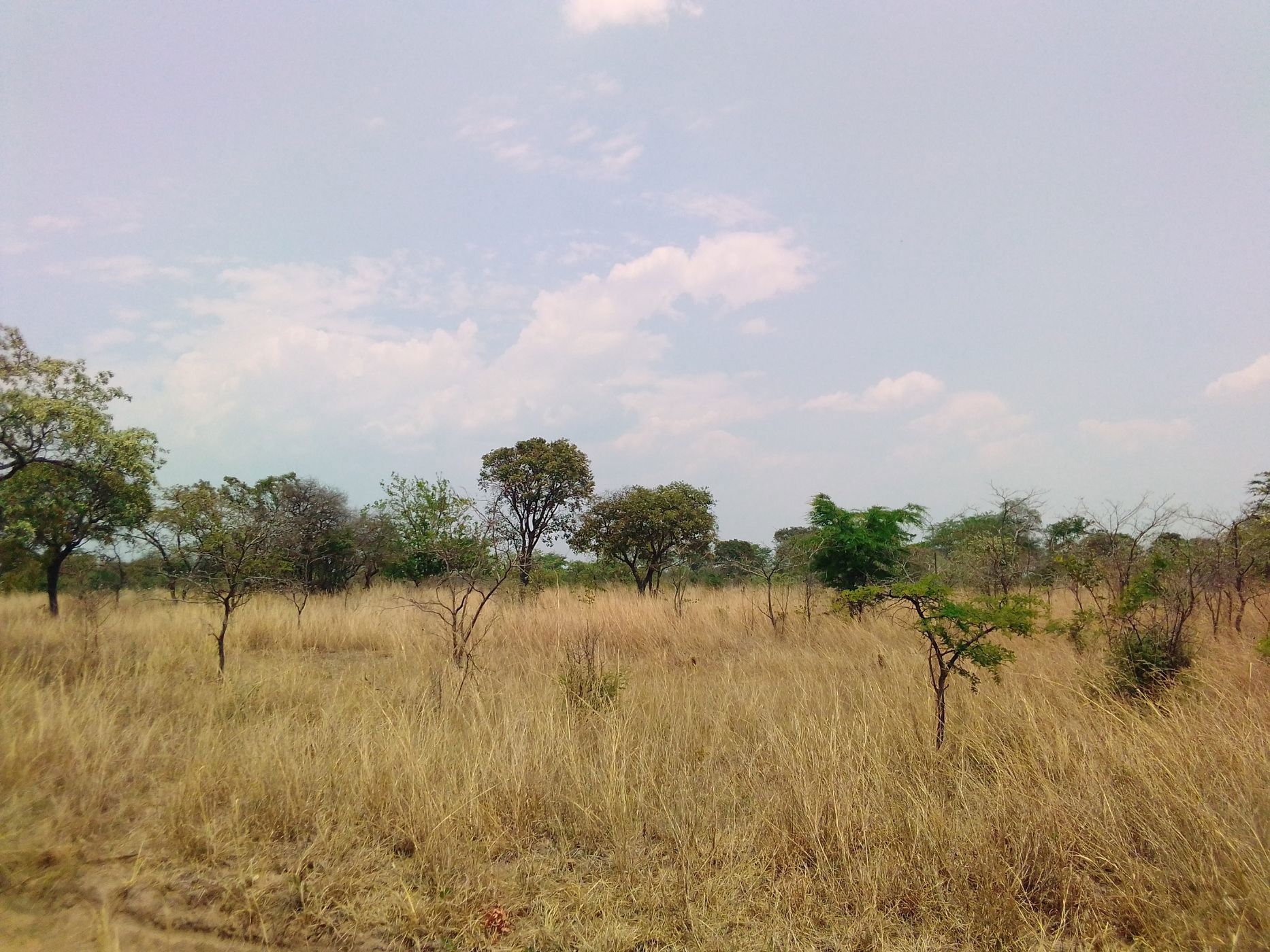 Commercial vacant land for sale in Nyanga, Zimbabwe - 3ZB1733153