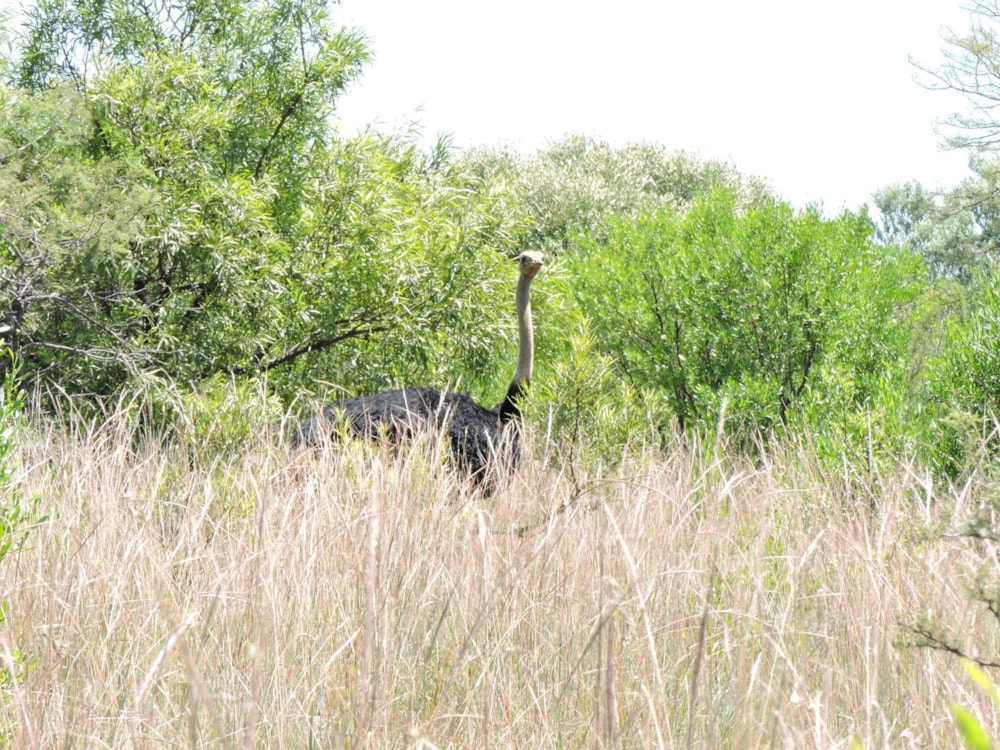 Mixed use farm for sale in Rustenburg - 1RU1733449 Mixed use farm for sale in Rustenburg - 1RU1733449