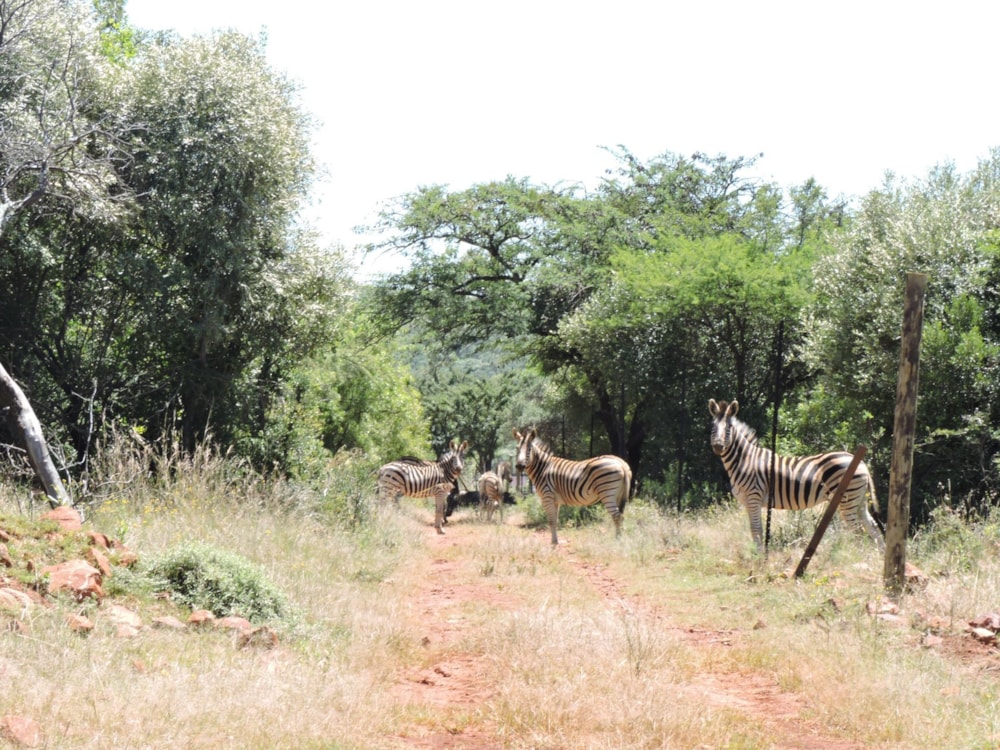 Mixed use farm for sale in Rustenburg - 1RU1733449 Mixed use farm for sale in Rustenburg - 1RU1733449