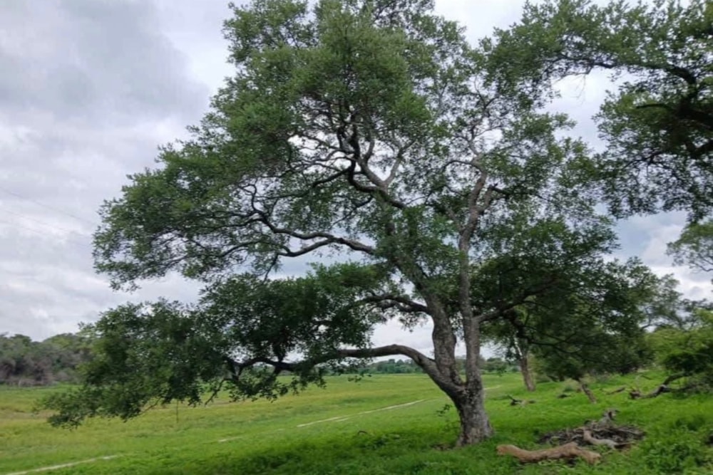 Vacant land for sale in Bulawayo, Zimbabwe - 3ZB1733475 Vacant land for sale in Bulawayo, Zimbabwe - 3ZB1733475