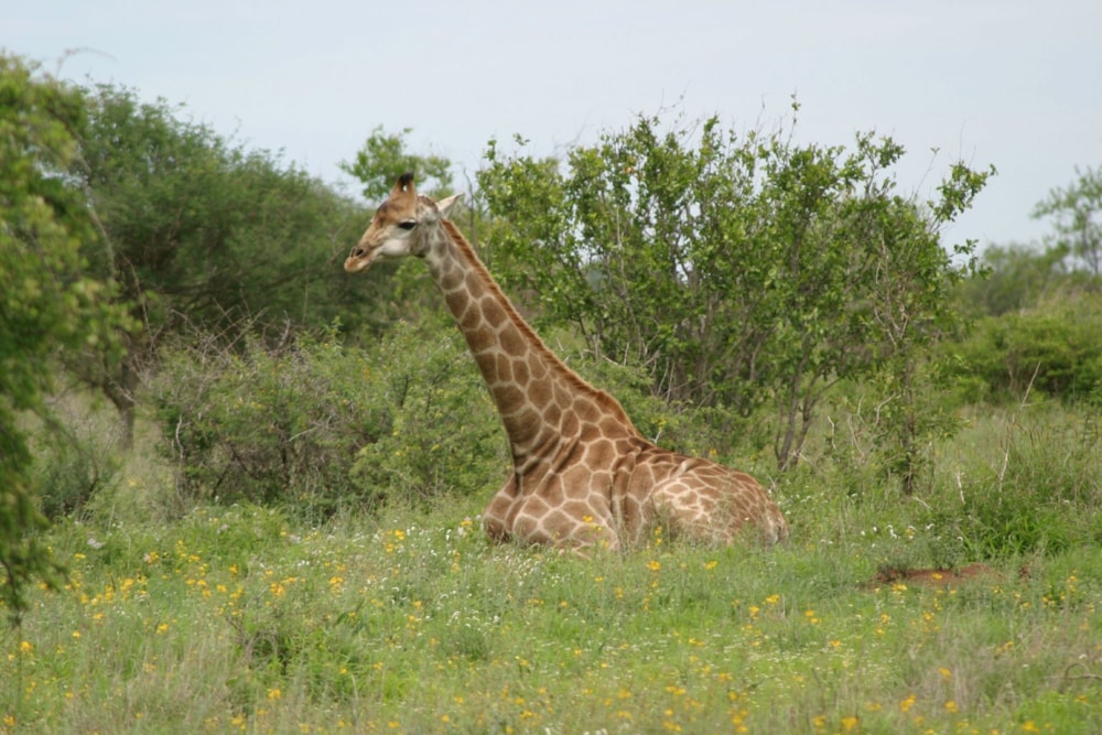 Vacant land for sale in Moditlo Nature Reserve - 1HS1733994