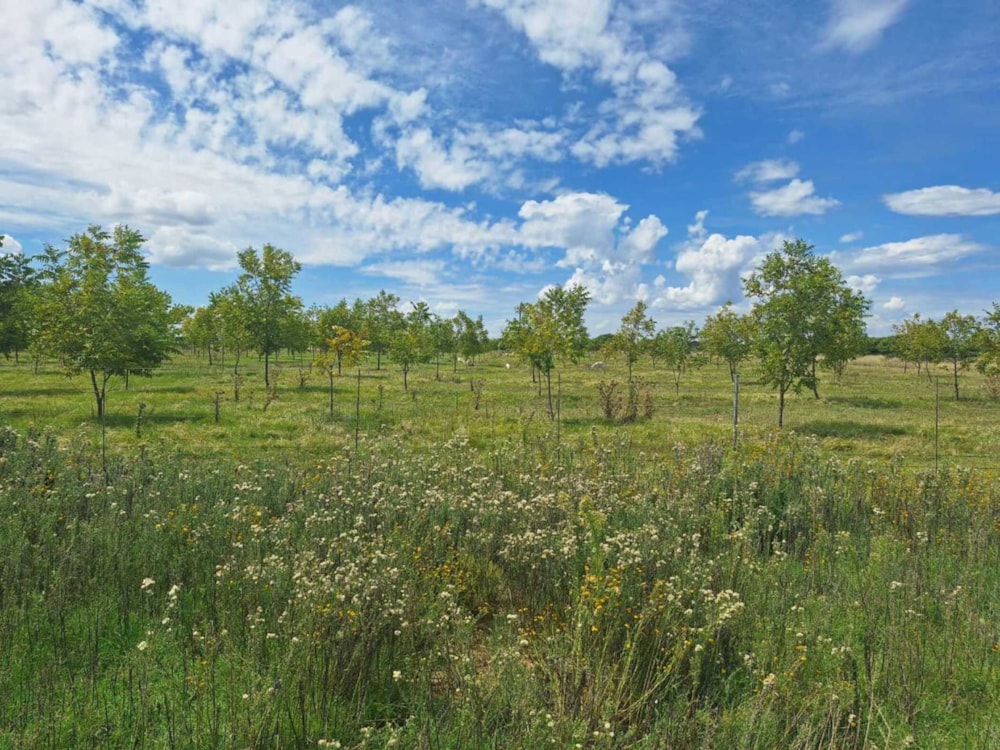 Aquaculture farm for sale in Bloemhof, North West Province - 1KJ1734315 Aquaculture farm for sale in Bloemhof, North West Province - 1KJ1734315