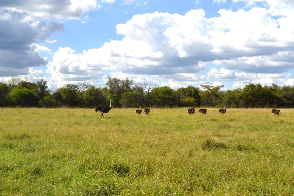 Game farm for sale in Mookgopong Rural - 1MDM1734914