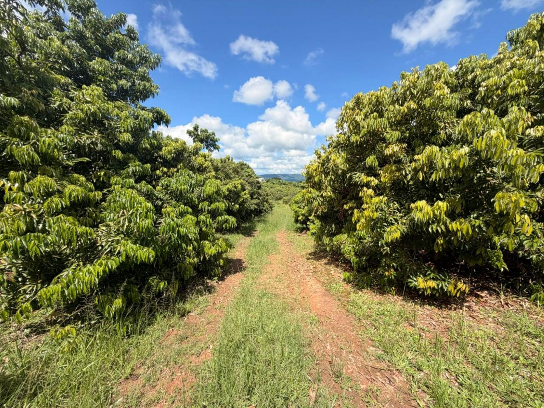 Vacant land for sale in Lushof A H - 1TA1734978