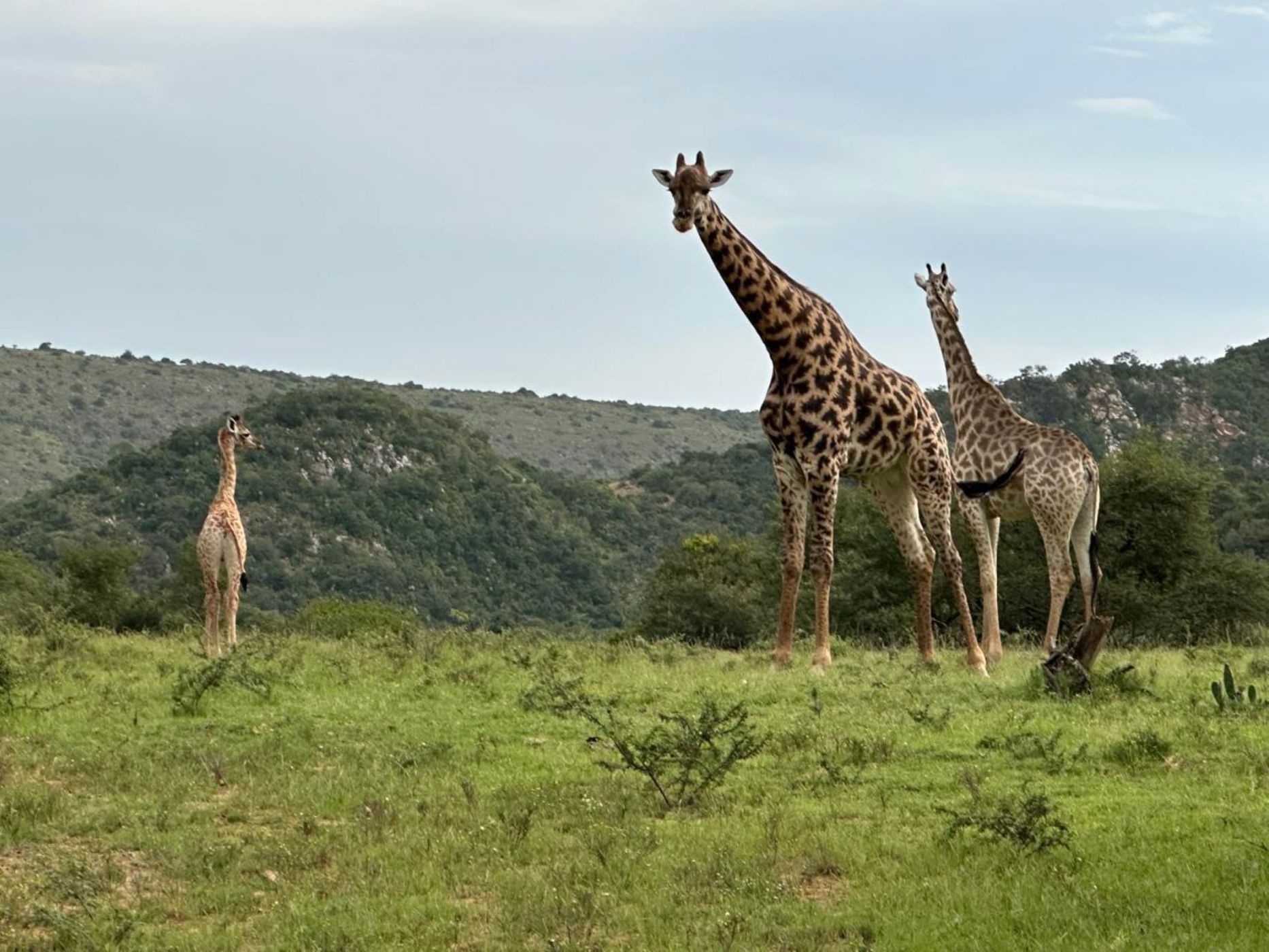 Game farm for sale in Addo - 1GC1735055