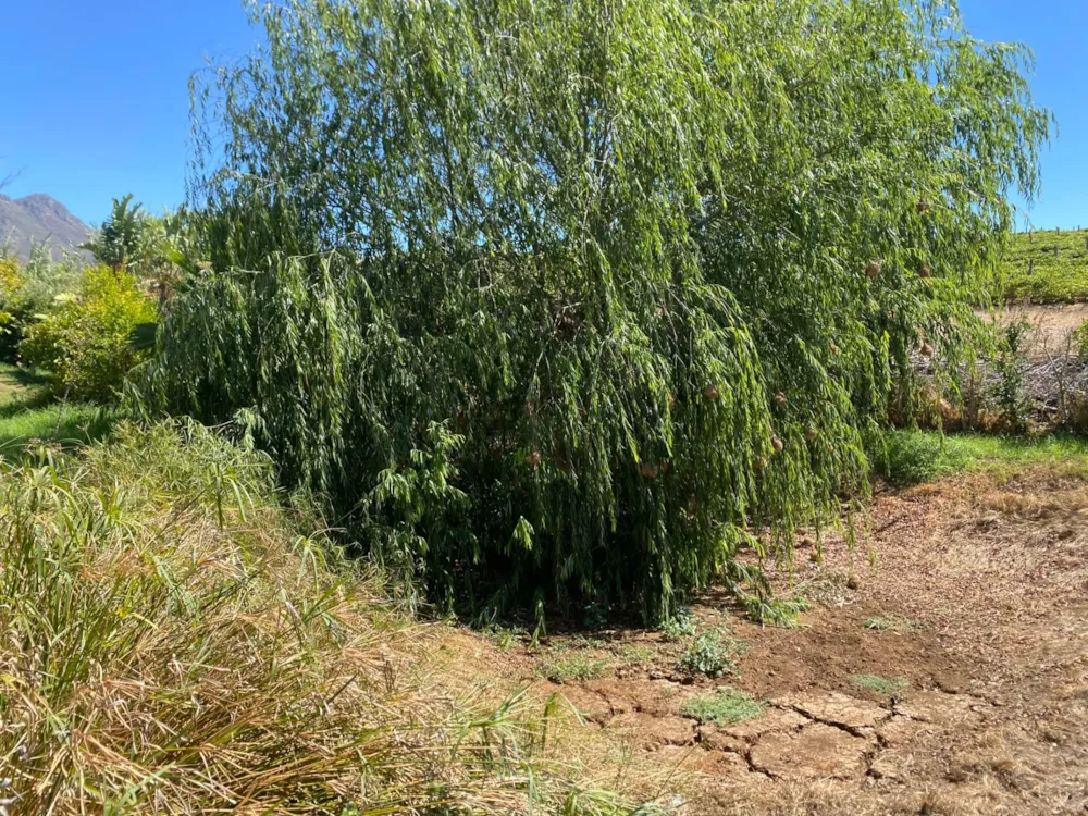 Vacant land for sale in Riebeek Kasteel - RV1732466 Vacant land for sale in Riebeek Kasteel - RV1732466