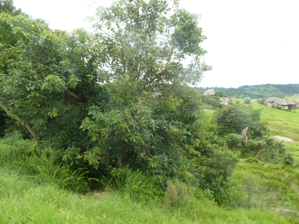 Residential vacant land for sale in Phezulu Estate - 1KF1732320 Residential vacant land for sale in Phezulu Estate - 1KF1732320