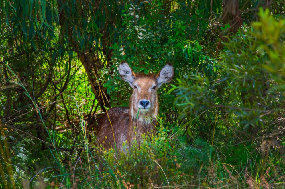 Farm vacant land for sale in Letamo Game Farm - 1KR1737735