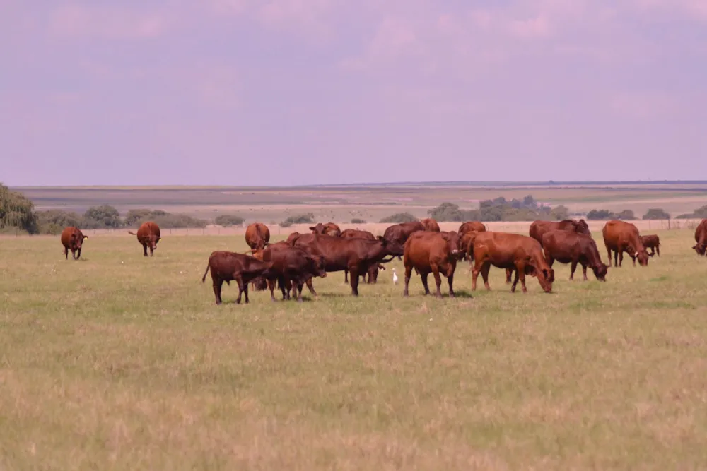 Livestock farm for sale in Heilbron - 1BTH1735927 Livestock farm for sale in Heilbron - 1BTH1735927