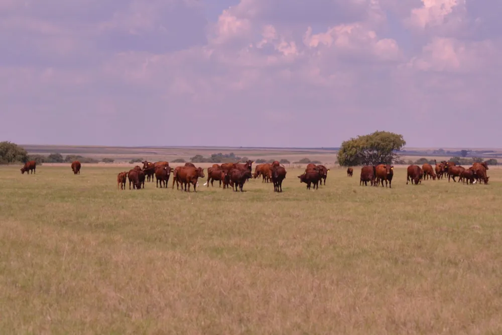 Livestock farm for sale in Heilbron - 1BTH1735927 Livestock farm for sale in Heilbron - 1BTH1735927