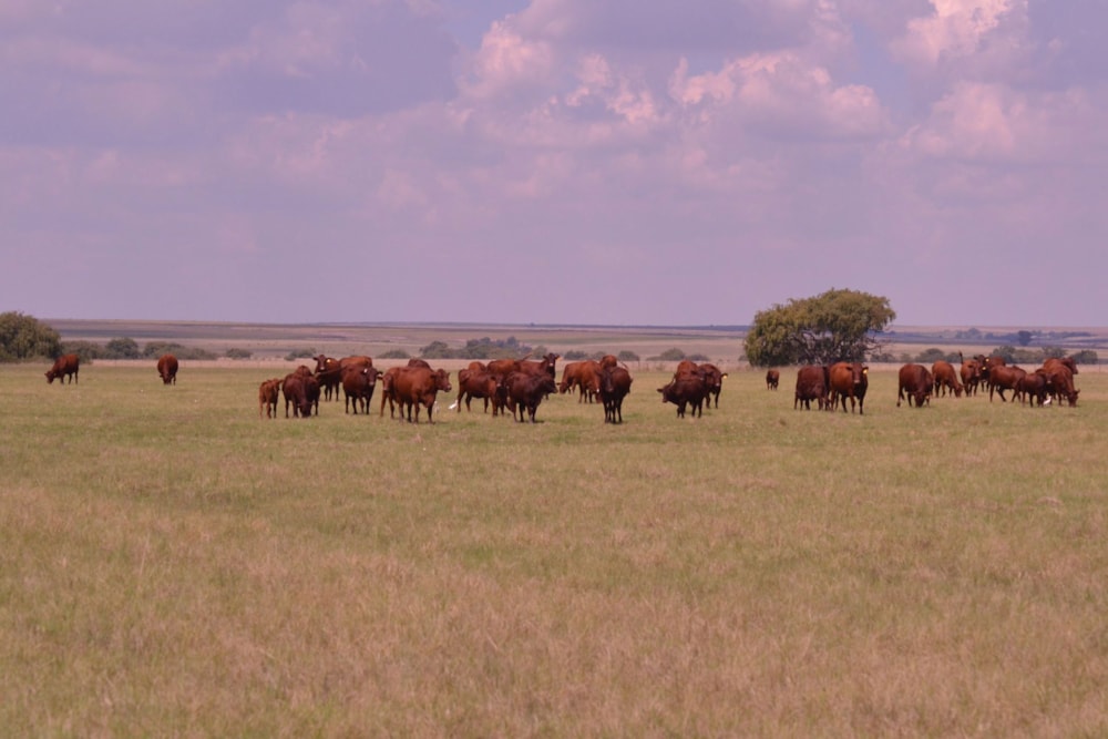 Livestock farm for sale in Sasolburg - 1BTH1735927 Livestock farm for sale in Sasolburg - 1BTH1735927