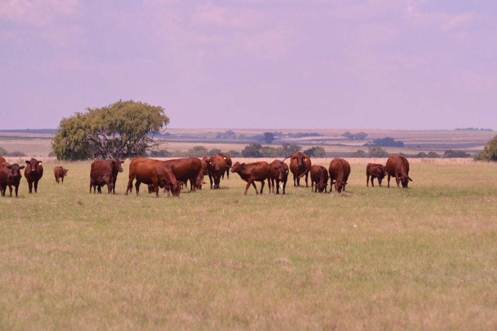 Livestock farm for sale in Sasolburg - 1BTH1735927 Livestock farm for sale in Sasolburg - 1BTH1735927