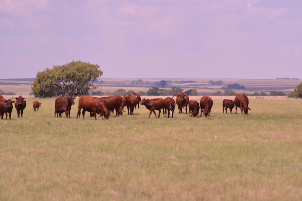 Livestock farm for sale in Heilbron - 1BTH1735927 Livestock farm for sale in Heilbron - 1BTH1735927