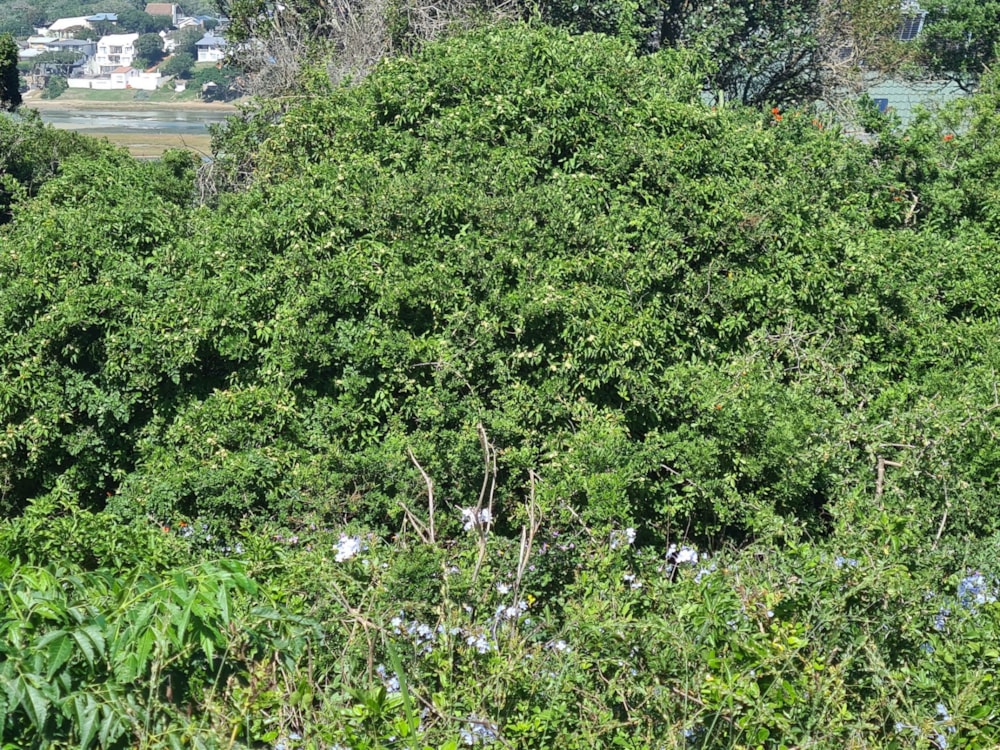 Vacant land for sale in Kenton on Sea - 1KO1734988