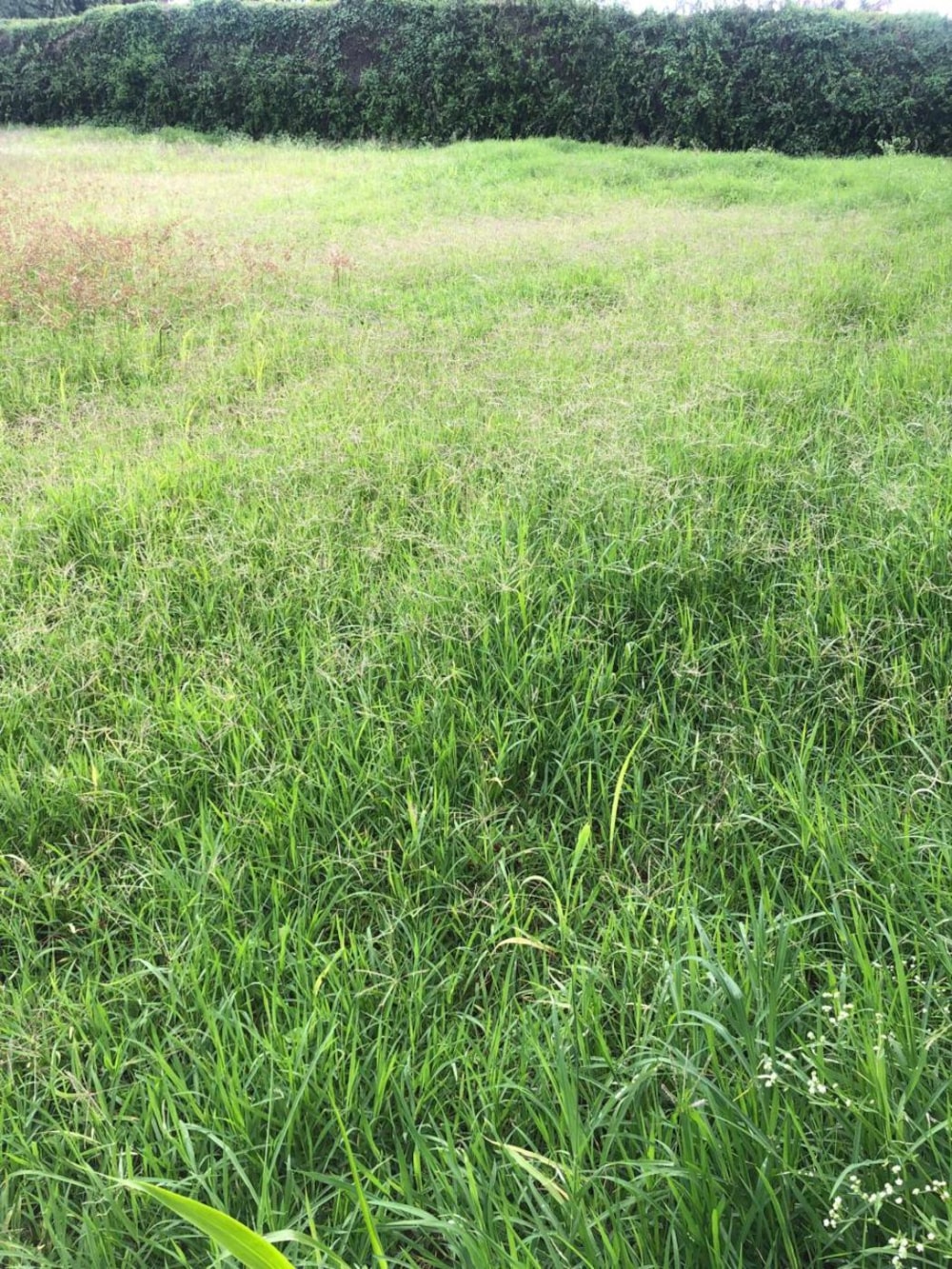 Vacant land for sale in Nyari, Kenya - 3KE1735713