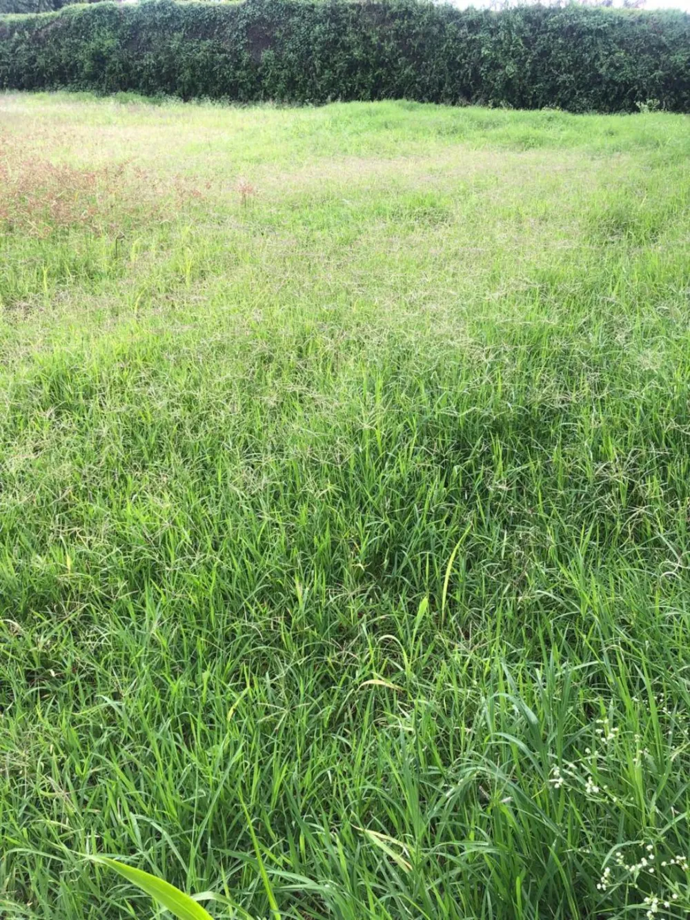 Vacant land sold in Nyari, Kenya - 3KE1739882 Vacant land sold in Nyari, Kenya - 3KE1739882