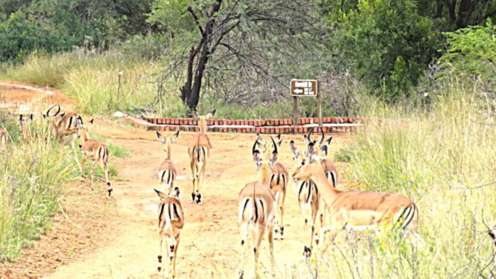Vacant land for sale in Bela Bela Rural - 1MDM1735750