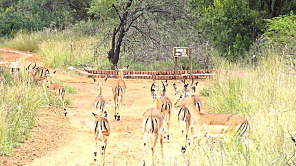 Vacant land for sale in Bela Bela Rural - 1MDM1735750