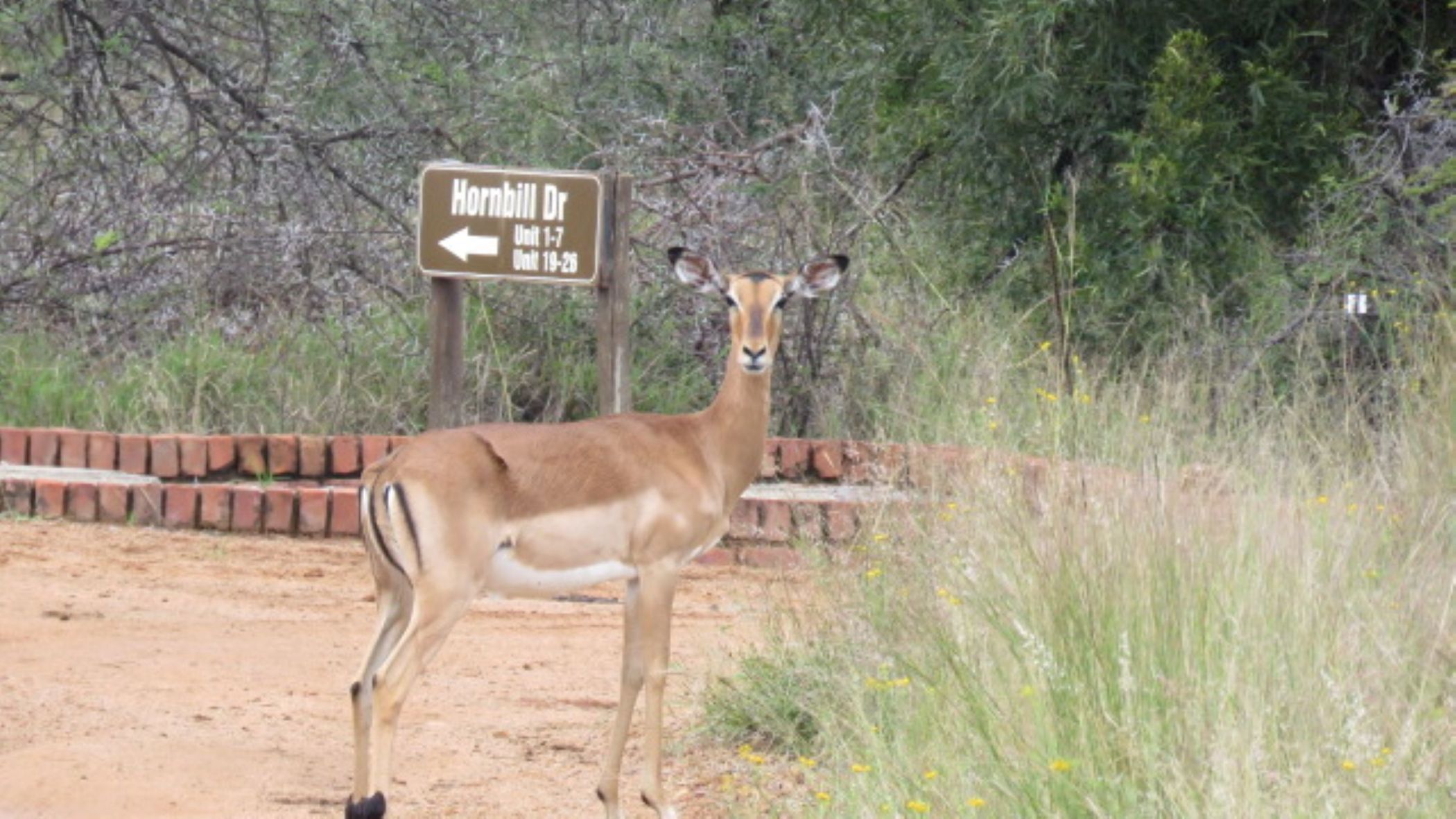 Vacant land for sale in Bela Bela Rural - 1MDM1735750