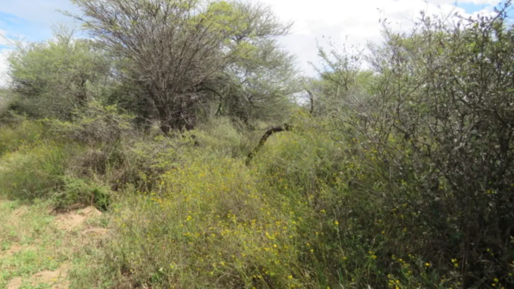 Vacant land for sale in Bela Bela Rural - 1MDM1735750