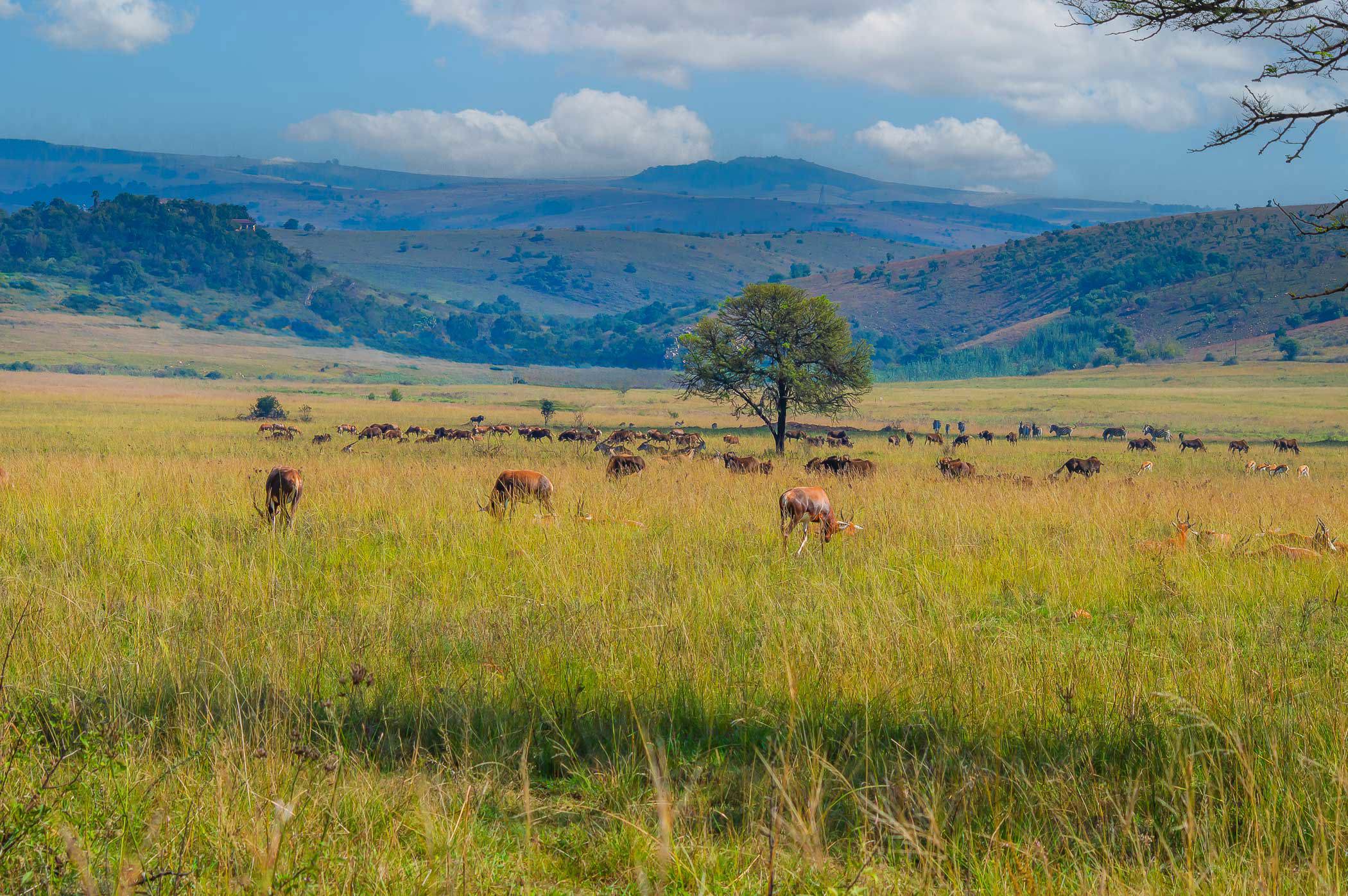 Farm vacant land for sale in Letamo Game Farm - 1KR1737606