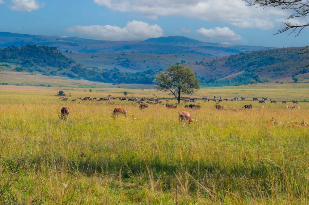 Farm vacant land for sale in Letamo Game Farm - 1KR1737606