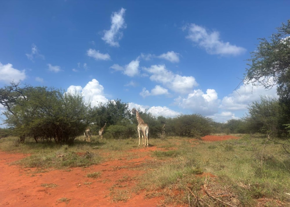Game farm for sale in Elias Motsoaledi, Limpopo Province - 1MD1737193