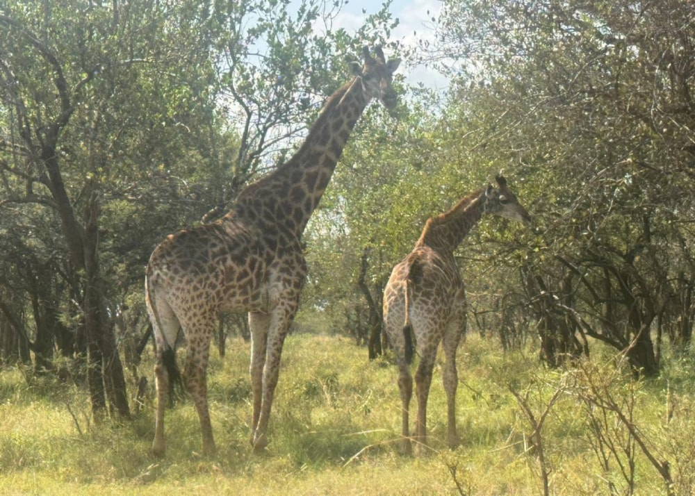 Game farm for sale in Elias Motsoaledi, Limpopo Province - 1MD1737193